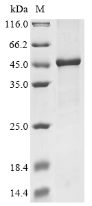 Mouse Cyld Protein