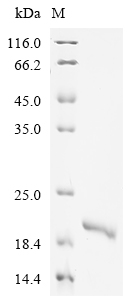 Human IL18 Protein