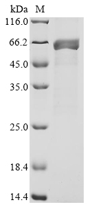 Plant rbcL Protein