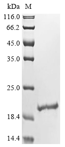 Bovine IFNG Protein
