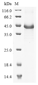Mouse Nid2 Protein