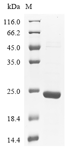Mouse Mog Protein
