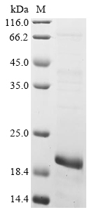 MSTN Protein