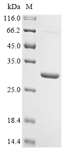 Bovine Prolactin Protein
