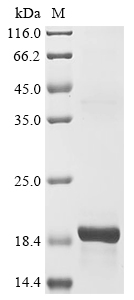 Mouse Nppb Protein