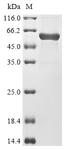 CCL17 Protein (Biotin)