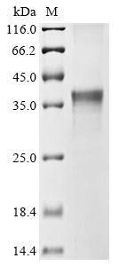 Plant UBA3 Protein