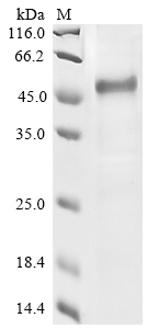 Human APOH Protein