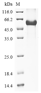 Rat Mfge8 Protein