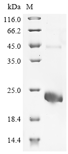 Human RSPO2 Protein