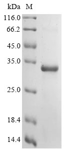 Bovine FN1 Protein