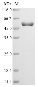 Human NEK7 Protein