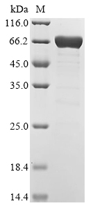 PYR1 Protein (Biotin)