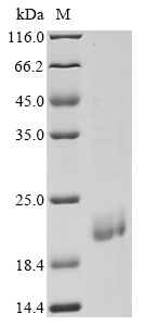 csgA Protein
