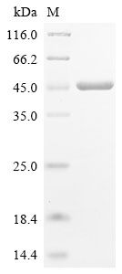 fimC Protein