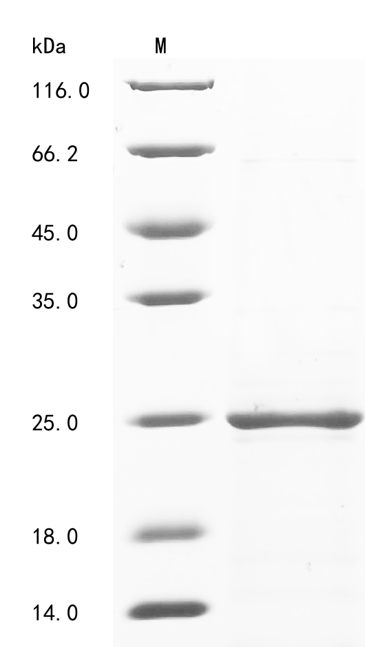 Mouse Trap1a Protein