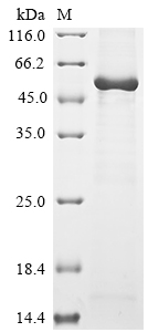 Rat Angpt2 Protein