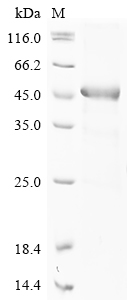 Human ADAMTS18 Protein
