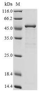 Insect Apis mellifera Venom acid phosphatase Acph-1 Protein