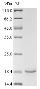 Mouse Ccl21c Protein