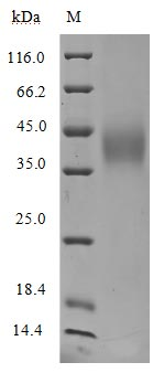 Human CD24-Nanoparticle Protein