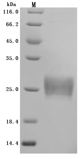 Human ZG16B Protein