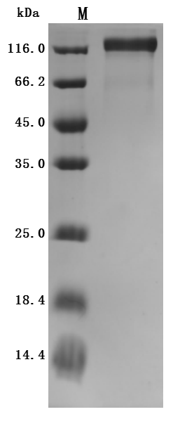 Rat Mapt Protein