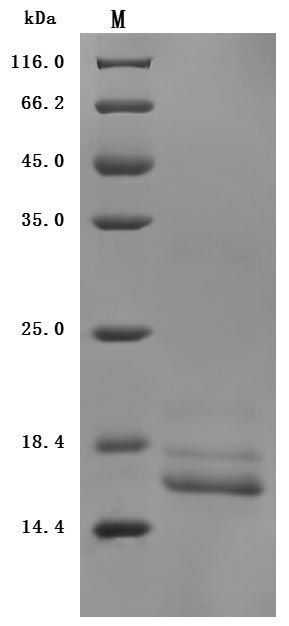 Mouse Transthyretin Protein