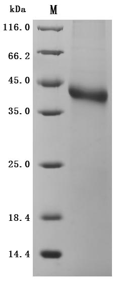 Human RSPO1 Protein