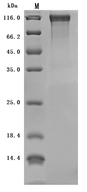 Mouse Mapt Protein