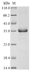 Human STX17 Protein