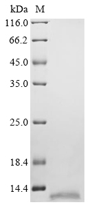 CCL17 Protein