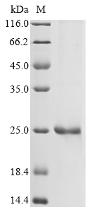 IL33 Protein