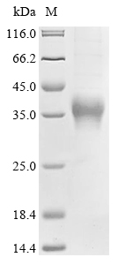 Human CLU Protein