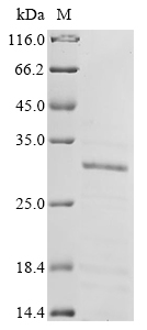 Human PABPN1 Protein