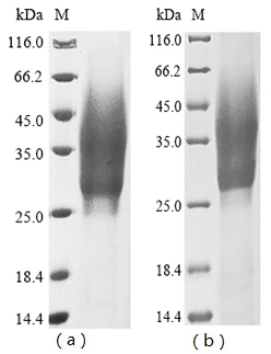 IL1A Protein