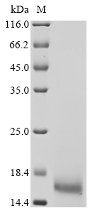 Plant Triticum aestivum Alpha-amylase/trypsin inhibitor CM3 Protein