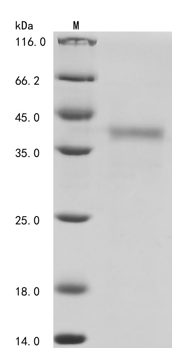 Enterobacteria phage T4 Single-stranded DNA-binding Protein