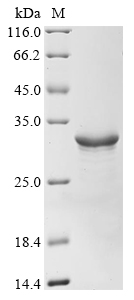 mtnN Protein