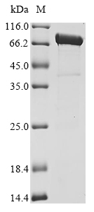 fljB Protein (Biotin)