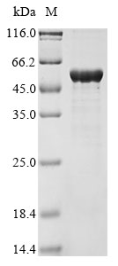 nirS Protein