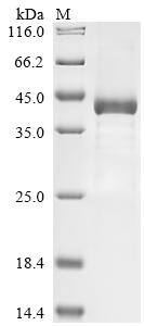 Human CFI Protein