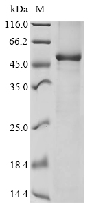 Human CD38 Protein