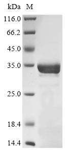 bioH Protein