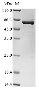 cyp102A1 Protein