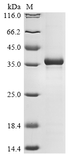 Mouse H2-D1 Protein