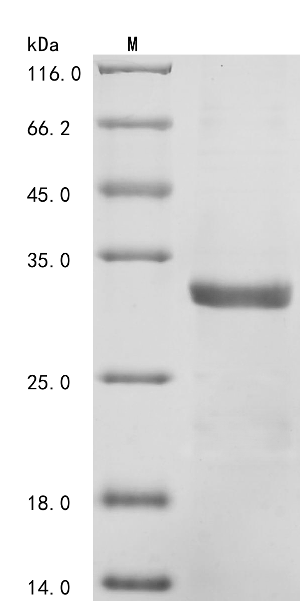 Mouse Ccl21c Protein