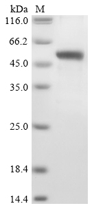 Human METRNL Protein