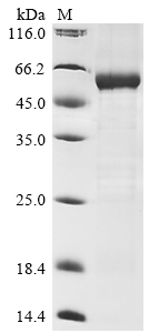 Human LGR5 Protein
