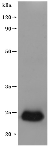 Human CLDN6-VLPs Protein